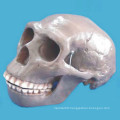 Beijing Human Skull Skeleton Model for Medical Research